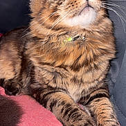 Alix a rejoint le concours — aidez-le/la à gagner de superbes lots ! cat, tabby, pet, animal, feline, fluffy, yellow_eyes, whiskers, collar, cushion, pink, indoor, closeup, portrait, relaxed, sitting, fur, paw, looking_up, domestic_cat