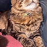 cat, tabby, pet, animal, feline, fluffy, yellow_eyes, whiskers, collar, cushion, pink, indoor, closeup, portrait, relaxed, sitting, fur, paw, looking_up, domestic_cat