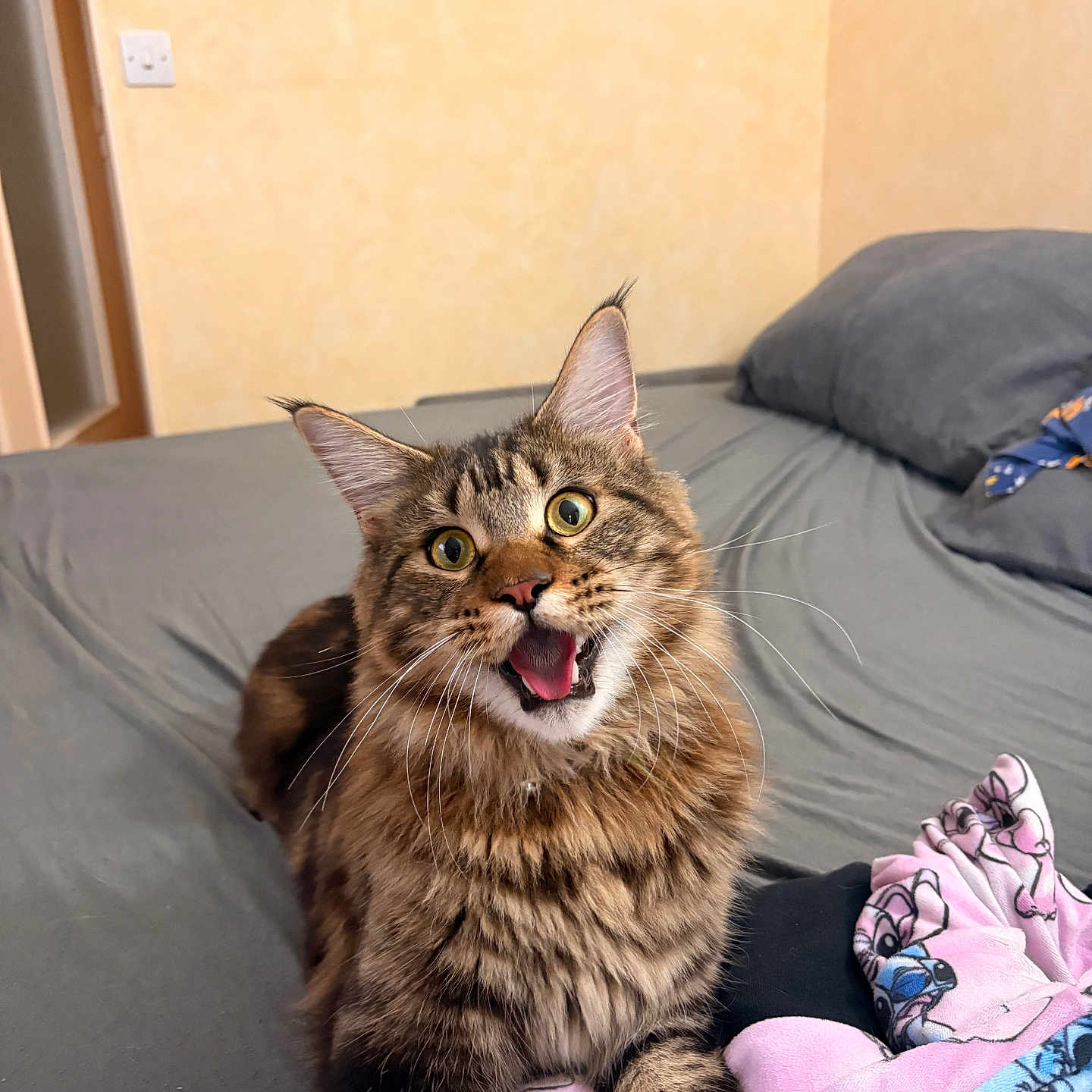 Alix participe au concours pour gagner de l'argent avec cette photo : cat, tabby, fluffy, pet, indoor, bed, blanket, fur, whiskers, ears, cute, animal, feline, sleeping_area, domestic, cozy, expression, mouth_open, eyes_wide, resting