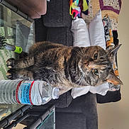 Queen Mama is registered to the contest to win money with this photo: bottle, bottled_water, carnivore, cat, claw, domestic_short_haired_cat, drinking, drinking_water, felidae, fur, glass, paw, small_to_medium_sized_cats, tail, tree, water, whiskers