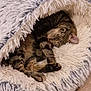Biboo a rejoint le concours — aidez-le/la à gagner de superbes lots ! cat, tabby_cat, sleeping, pet_bed, fluffy, cozy, indoor, wooden_floor, fur, animal, cute, resting, domestic_cat, tabby, soft_texture, curled_up, relaxing, home, feline, quiet