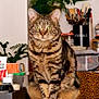Biboo participe au concours pour gagner de l'argent avec cette photo : tabby_cat, cat, indoor, table, wooden_table, green_eyes, plant, household_items, kitchen_utensils, container, box, furniture, pet, animal, sitting, domestic_cat, curious, tabby_pattern, closeup, looking