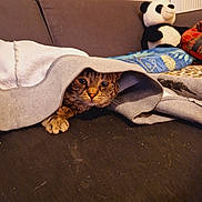 Biboo a rejoint le concours — aidez-le/la à gagner de superbes lots ! cat, tabby_cat, hoodie, couch, plush_panda, blanket, indoor, furniture, pet, cozy, paw, face, animal, resting, soft_toys, fabric, home, cute, hidden, relaxed