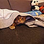 animal, blanket, cat, couch, cozy, cute, fabric, face, furniture, hidden, home, hoodie, indoor, paw, pet, plush_panda, relaxed, resting, soft_toys, tabby_cat