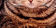 Biboo a rejoint le concours — aidez-le/la à gagner de superbes lots ! cat, tabby_cat, green_eyes, close_up, resting, wooden_surface, fur, whiskers, indoor, pet, animal, face, ears, paw, bottle, blurred_background, domestic_cat, looking, mammal, feline