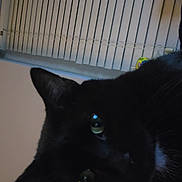 Bear joined the competition — help win amazing prizes! black_cat, cat, pet, animal, indoor, close_up, green_eyes, curious, whiskers, feline, window_blinds, domestic_cat, face, portrait, looking, ears, fur, cute, household, mammal