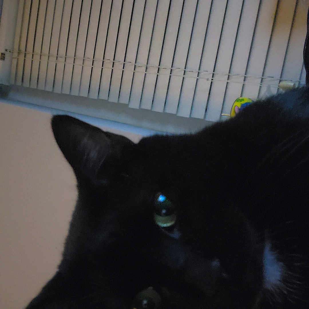 Bear joined the competition — help win amazing prizes! animal, black_cat, cat, close_up, curious, cute, domestic_cat, ears, face, feline, fur, green_eyes, household, indoor, looking, mammal, pet, portrait, whiskers, window_blinds