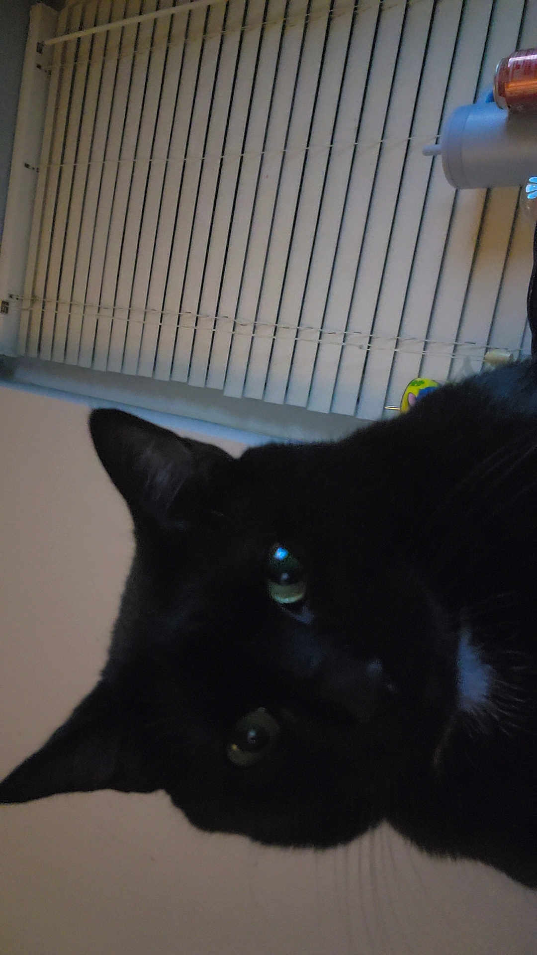 Bear joined the competition — help win amazing prizes! black_cat, cat, pet, animal, indoor, close_up, green_eyes, curious, whiskers, feline, window_blinds, domestic_cat, face, portrait, looking, ears, fur, cute, household, mammal