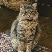 Mochi joined the competition — help win amazing prizes! basket, cables, cat, cords, domestic_animal, ears, eyes, feline, fluffy_cat, fur, gray_cat, home, indoor, patterned_rug, pet, rug, sitting, tabby_cat, whiskers, wooden_floor