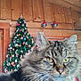 Clochette participe au concours pour gagner de l'argent avec cette photo : cat, tabby, fluffy, yellow_eyes, whiskers, christmas_tree, ornaments, wooden_wall, indoor, holiday, decorations, furniture, cozy, pet, close_up, curious, domestic_animal, festive, celebration, cute