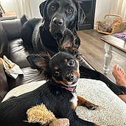 Lacie is registered to the contest to win money with this photo: dog, labrador, small_dog, puppy, toy, plush_toy, couch, blanket, living_room, fireplace, floor, furniture, ear, pet, domestic_animal, canine, relaxing, indoor, looking_at_camera, black_dog
