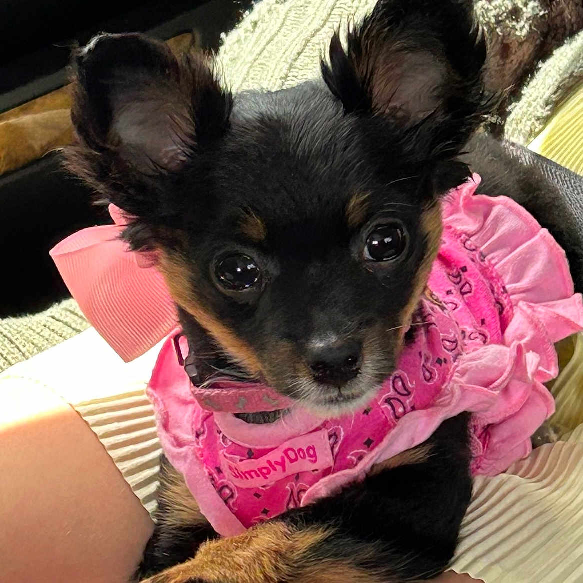 Lacie is registered to the contest to win money with this photo: adorable, animal, black_and_tan, closeup, companion, cute, dog, ears, fur, indoors, knit_blanket, lap, person, pet, pet_clothing, pink_dress, portrait, puppy, resting, small_dog