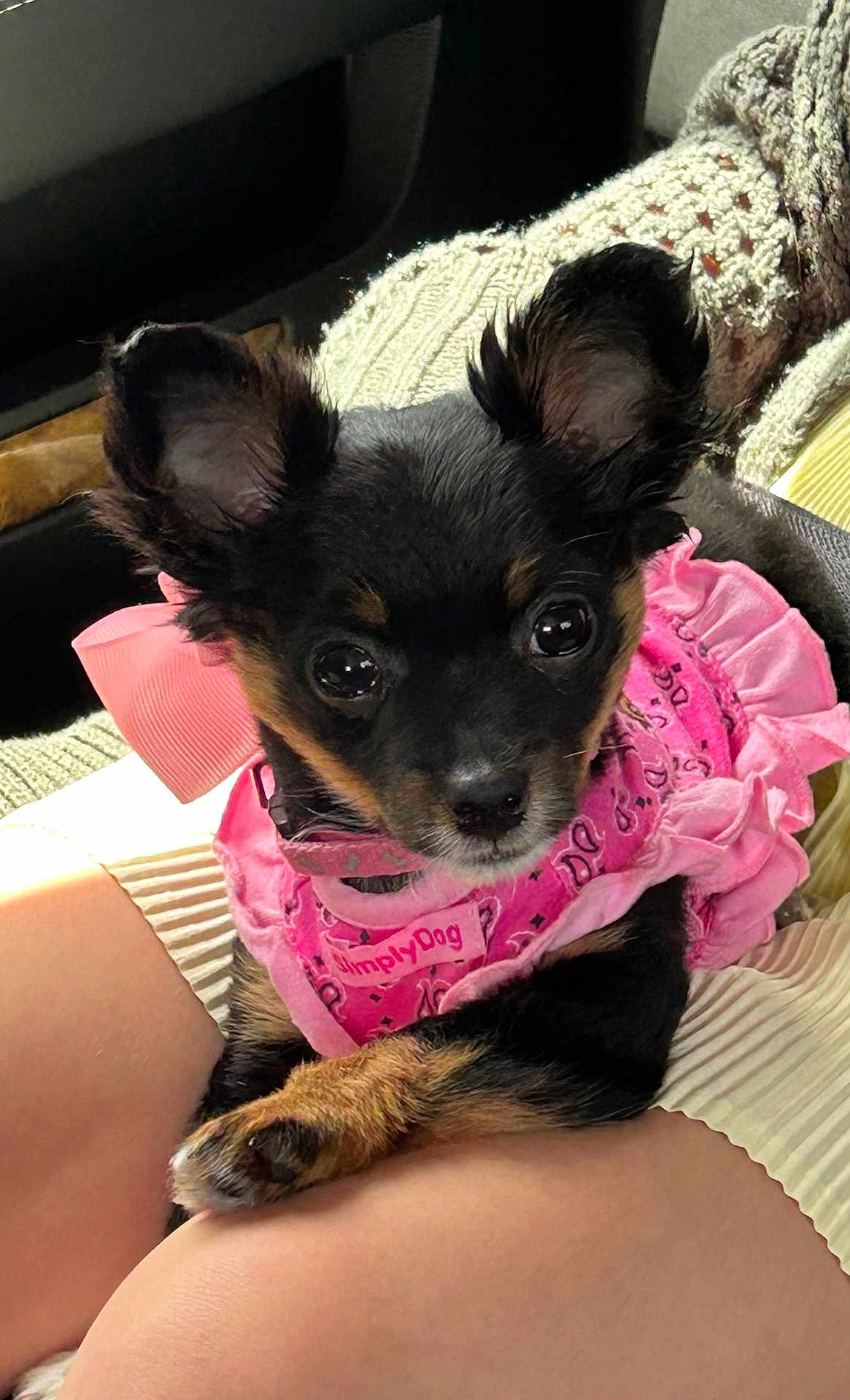 Lacie is registered to the contest to win money with this photo: dog, puppy, pink_dress, pet_clothing, cute, small_dog, lap, person, indoors, knit_blanket, ears, fur, black_and_tan, animal, companion, resting, adorable, closeup, portrait, pet