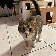 Suky participe au concours pour gagner de l'argent avec cette photo : cardboard_boxes, cat, close_up, curious, domestic_cat, ears, floor_tiles, home_interior, indoor, looking_at_camera, meowing, pet, shadow, tabby, tail_up, tiled_floor, walking, whiskers, white_paws, wide_eyes