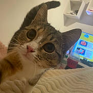 Suky participe au concours pour gagner de l'argent avec cette photo : cat, curious, close_up, indoor, blanket, feline, pet, whiskers, ears, eyes, nose, tail, cozy, home, soft_lighting, furniture, monitor, bottle, sitting, curiosity
