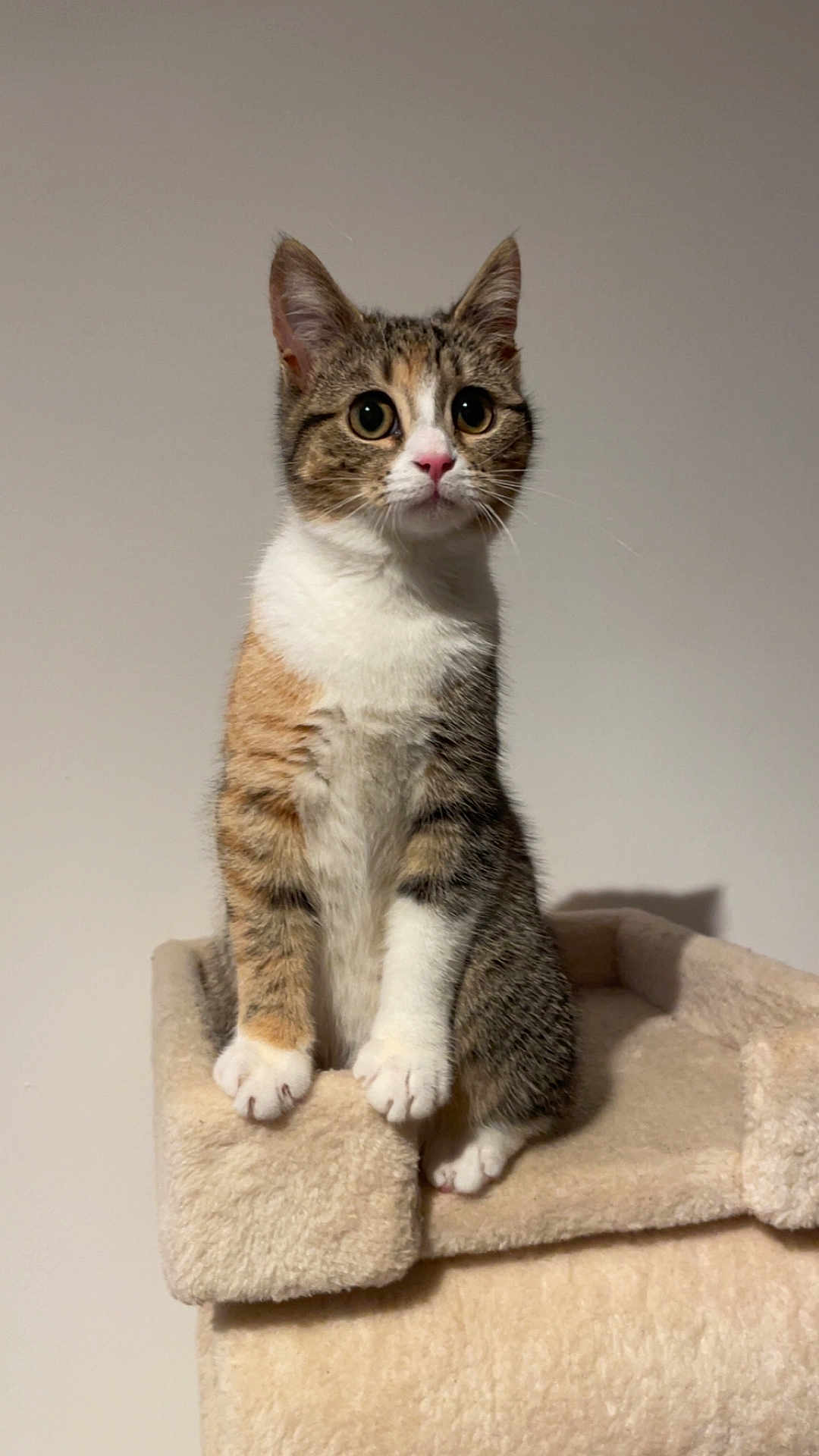 Suky participe au concours pour gagner de l'argent avec cette photo : cat, calico_cat, pet, animal, feline, indoor, cat_tree, plush, curious, wide_eyes, sitting, paws, fur, whiskers, ears, pink_nose, domestic_animal, cute, soft_texture, neutral_background