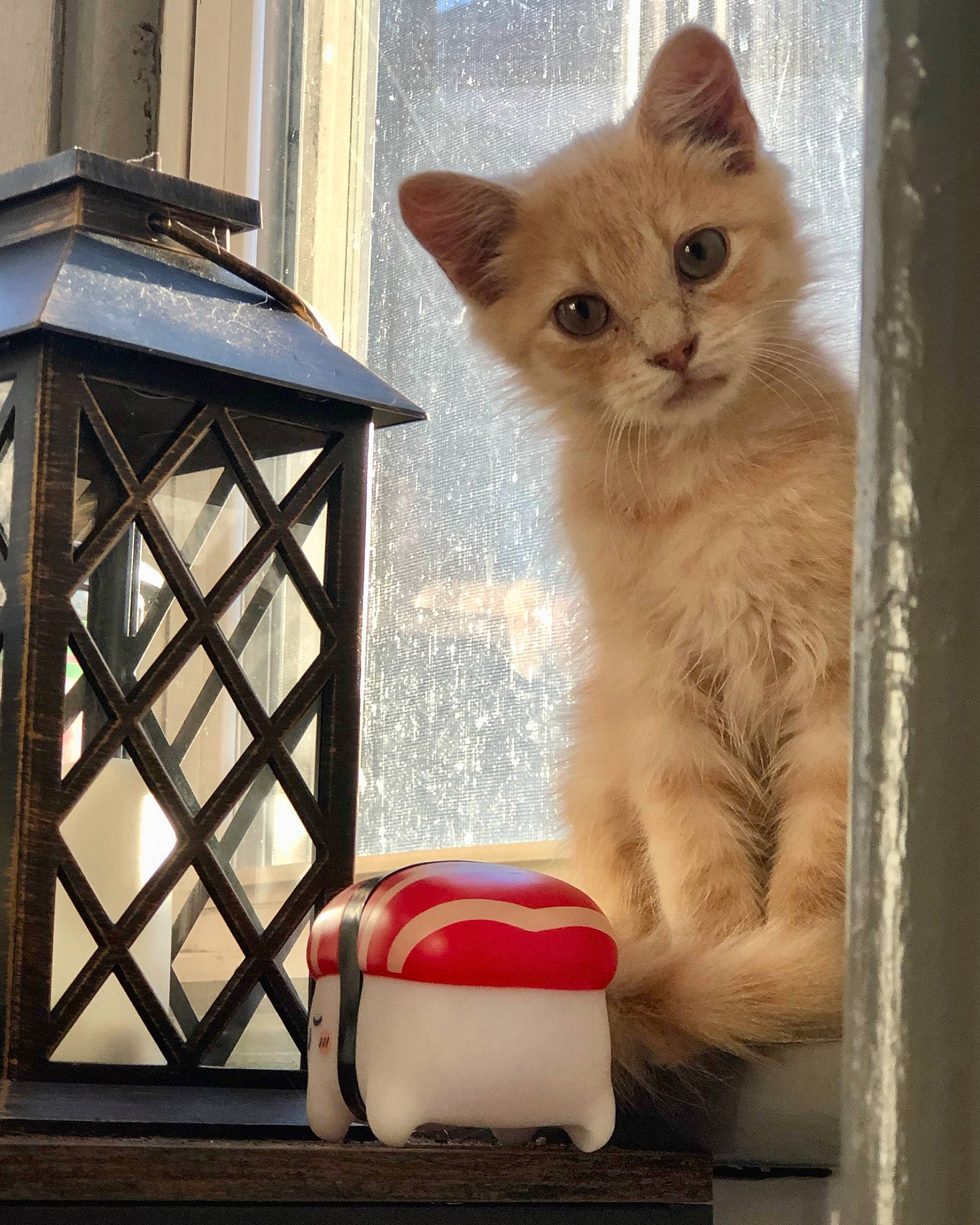 Lemon joined the competition — help win amazing prizes! box, cardboard, carnivore, cat, cat_supply, domestic_short_haired_cat, fawn, felidae, fur, home_accessories, lamp, metal, paw, pet_supply, puzzle, small_to_medium_sized_cats, tail, whiskers, window, wood