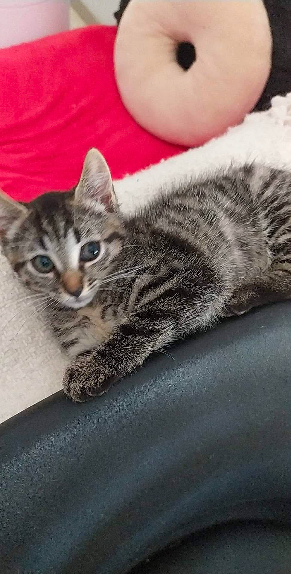 Roxy a rejoint le concours — aidez-le/la à gagner de superbes lots ! american_shorthair, american_wirehair, asian, australian_mist, california_spangled, carnivore, cat, domestic_short_haired_cat, dragon_li, egyptian_mau, european_shorthair, felidae, fur, kitten, mammal, pixie_bob, small_to_medium_sized_cats, tabby_cat, whiskers, wild_cat