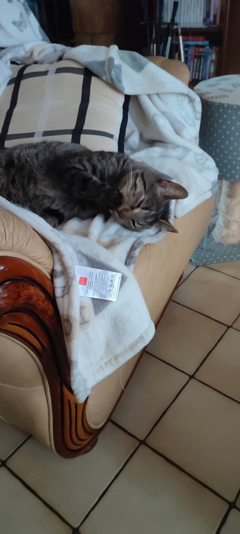 Roxy participe au concours pour gagner de l'argent avec cette photo : bag, baggage, carnivore, cat, comfort, domestic_short_haired_cat, felidae, flooring, fur, hardwood, linens, luggage_and_bags, mammal, nap, packaging_and_labeling, sitting, small_to_medium_sized_cats, tail, textile, whiskers