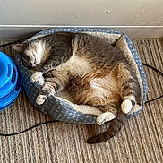 Blue is registered to the contest to win money with this photo: cat, sleeping, pet_bed, blue, beige, carpet, indoor, fur, tail, paw, relaxed, cozy, toy, striped, animal, mammal, cute, rest, domestic, feline