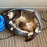 cat, sleeping, pet_bed, blue, beige, carpet, indoor, fur, tail, paw, relaxed, cozy, toy, striped, animal, mammal, cute, rest, domestic, feline