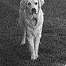 Ulk a rejoint le concours — aidez-le/la à gagner de superbes lots ! dog, golden_retriever, grass, outdoor, pet, animal, canine, stick, nature, walking, black_and_white, fur, muzzle, grass_field, daylight, portrait, friendly, playful, walking_towards_camera, adorable