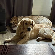 Ulk a rejoint le concours — aidez-le/la à gagner de superbes lots ! dog, golden_retriever, indoor, floor, sleeping, resting, curtain, heater, wooden_floor, pet, canine, mammal, fur, animal, relaxing, companion, house, cozy, laying, home