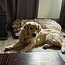 dog, golden_retriever, indoor, floor, sleeping, resting, curtain, heater, wooden_floor, pet, canine, mammal, fur, animal, relaxing, companion, house, cozy, laying, home