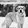 Ulk participe au concours pour gagner de l'argent avec cette photo : dog, golden_retriever, snow, outdoor, winter, animal, pet, fur, canine, bokeh, blurred_background, standing, serious_expression, cold_weather, nature, mammal, portrait, winter_clothing, snowflakes, frozen