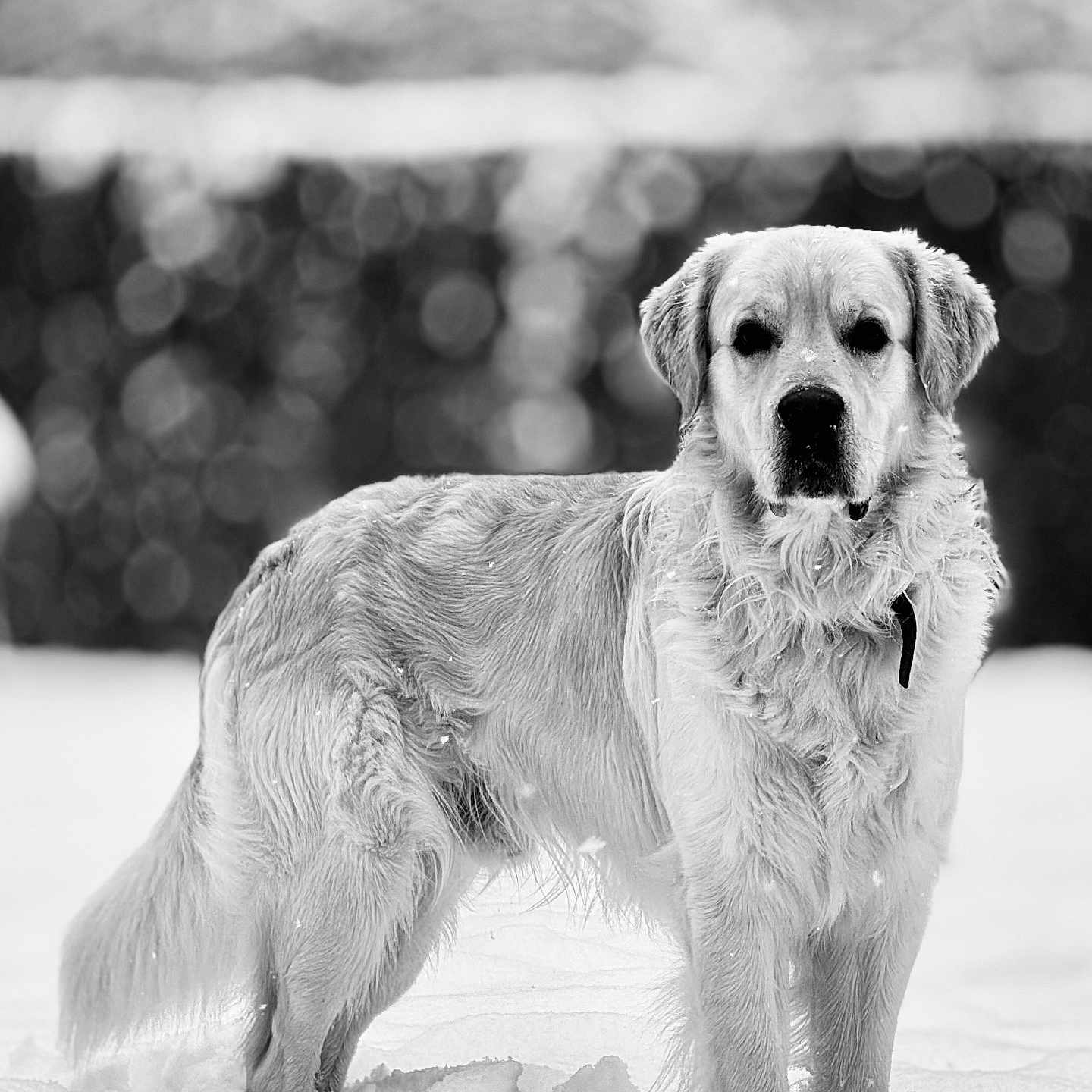 Ulk participe au concours pour gagner de l'argent avec cette photo : dog, golden_retriever, snow, outdoor, winter, animal, pet, fur, canine, bokeh, blurred_background, standing, serious_expression, cold_weather, nature, mammal, portrait, winter_clothing, snowflakes, frozen