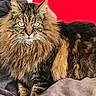 animal, blanket, cat, closeup, cozy, cute, domestic_cat, feline, fluffy_fur, fur, indoor, mammal, pet, portrait, red_background, relaxed, resting, soft_texture, tabby_cat, whiskers
