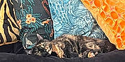 Yzma joined the competition — help win amazing prizes! cat, tortoiseshell_cat, sofa, couch, pillows, patterned_pillows, orange_pillow, blue_pillow, black_furniture, indoor, relaxed, pet, feline, resting, cozy, home_interior, animal, domestic_cat, soft_furniture, comfort