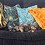 cat, tortoiseshell_cat, sofa, couch, pillows, patterned_pillows, orange_pillow, blue_pillow, black_furniture, indoor, relaxed, pet, feline, resting, cozy, home_interior, animal, domestic_cat, soft_furniture, comfort