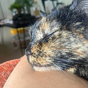 Yzma is registered to the contest to win money with this photo: cat, tortoiseshell, close_up, sleeping, fur, whiskers, indoor, resting, person, arm, blurred_background, pet, animal, relaxation, cozy, mammal, domestic, feline, peaceful, companion