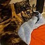 cat, tortoiseshell_cat, close_up, lying_down, towel, fabric, indoor, pet, whiskers, fur, curious, eyes, cozy, resting, animal, mammal, portrait, relaxed, domestic_cat, feline