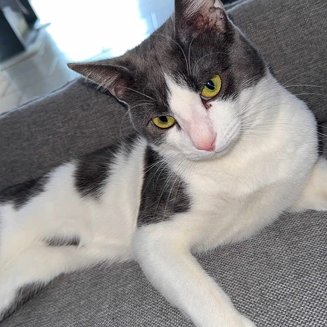 Filou Et Mickey a rejoint le concours — aidez-le/la à gagner de superbes lots ! animal, bright, cat, couch, cozy, domestic_cat, feline, fur, gray_and_white, home, indoor, living_room, pet, relaxed, remote_control, resting, silhouette, texture, window, yellow_eyes