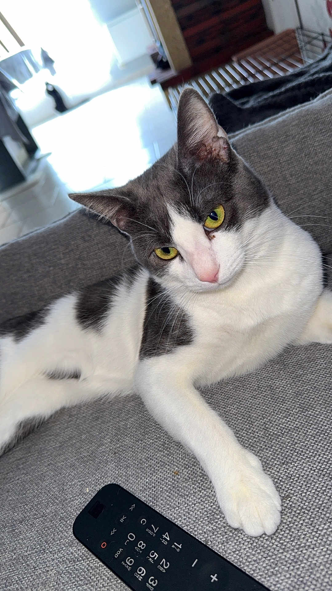 Filou Et Mickey a rejoint le concours — aidez-le/la à gagner de superbes lots ! cat, gray_and_white, yellow_eyes, couch, remote_control, indoor, relaxed, pet, feline, living_room, window, silhouette, bright, cozy, fur, animal, resting, home, domestic_cat, texture