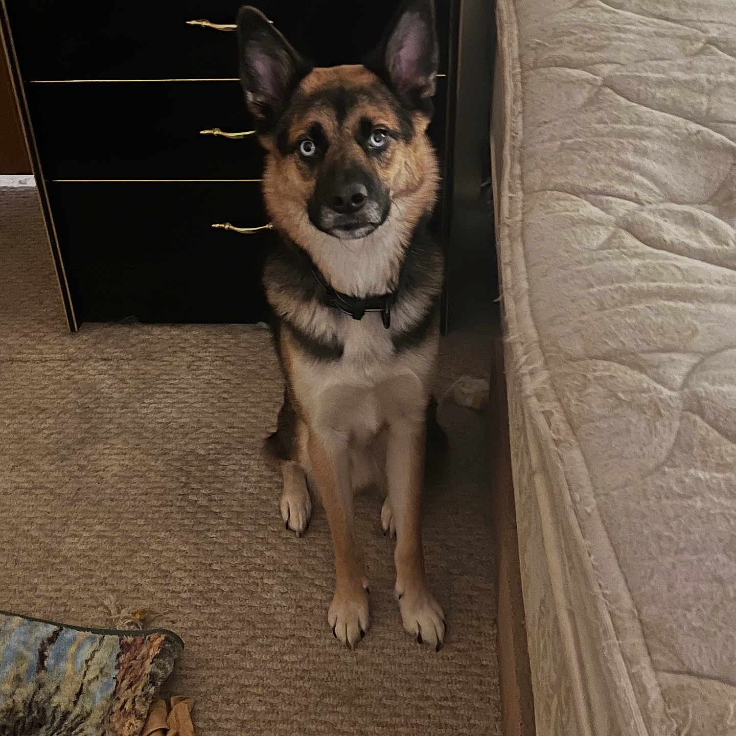 Modare joined the competition — help win amazing prizes! animal, black, brown, canine, carpet, collar, dog, dresser, ears, floor, fur, furniture, home, indoor, looking, mattress, obedient, pet, quiet, sitting