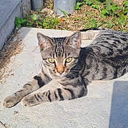 Jazzy a rejoint le concours — aidez-le/la à gagner de superbes lots ! cat, tabby, animal, pet, outdoor, sunlight, grass, concrete, metal_poles, relaxing, feline, striped, nature, daylight, resting, closeup, greenery, shadow, pavement, wildlife