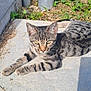 cat, tabby, animal, pet, outdoor, sunlight, grass, concrete, metal_poles, relaxing, feline, striped, nature, daylight, resting, closeup, greenery, shadow, pavement, wildlife