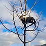 cat, tabby, tree, branch, outdoor, nature, sky, cloud, house, grass, field, rural, landscape, animal, pet, daytime, leafless, hill, fence, wood