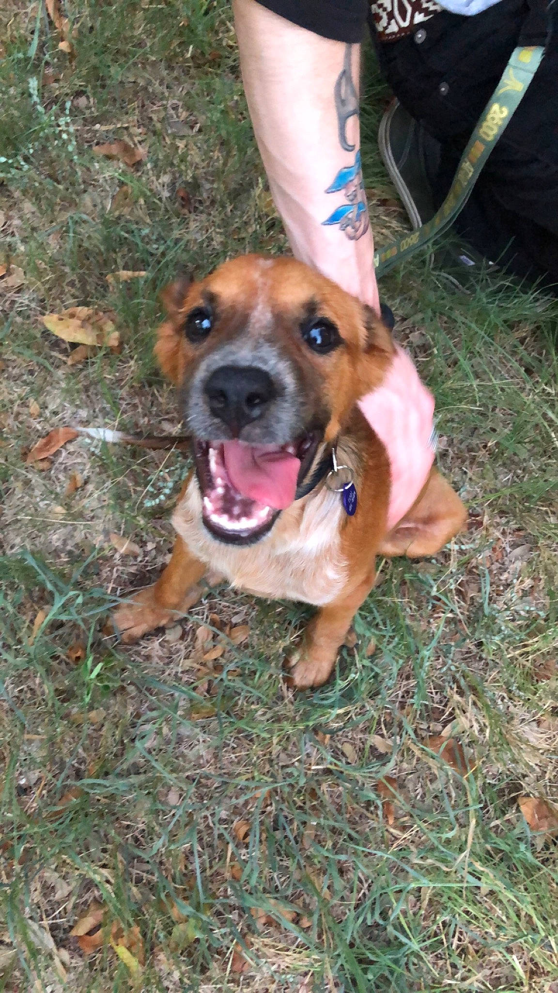 Zola is registered to the contest to win money with this photo: american_pit_bull_terrier, american_staffordshire_terrier, black_mouth_cur, canidae, carnivore, companion_dog, dog, dog_breed, fawn, mammal, mountain_cur, non_sporting_group, pit_bull, rare_breed_dog, snout, sporting_group, staffordshire_bull_terrier, vertebrate