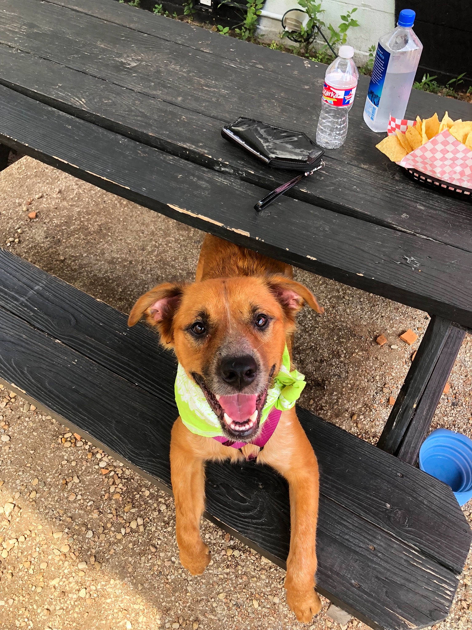 Zola joined the competition — help win amazing prizes! canidae, carnivore, dog, dog_breed, fawn, potcake_dog, snout, sporting_group