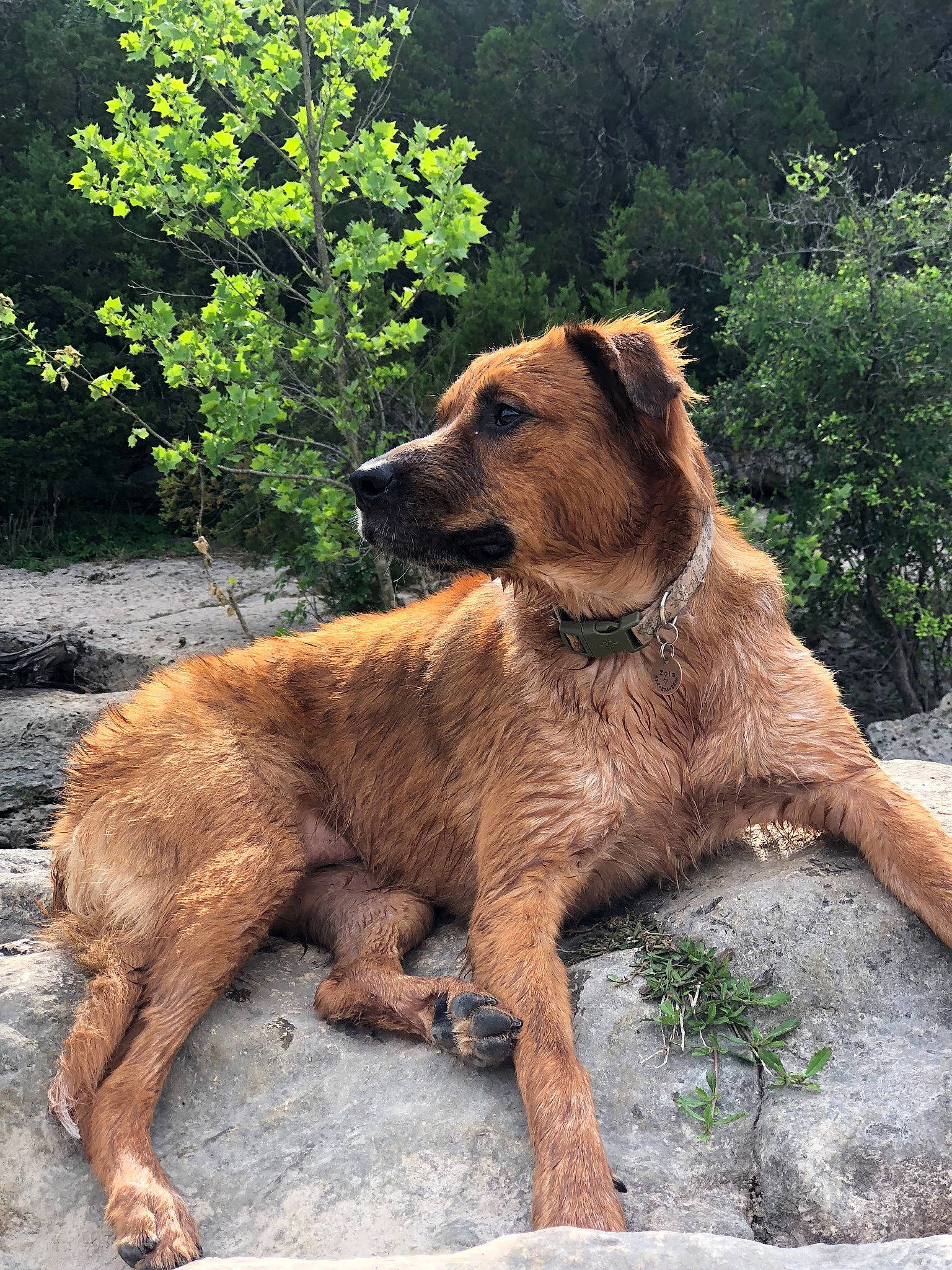 Zola is registered to the contest to win money with this photo: canidae, carnivore, dog, dog_breed, fawn, mammal, sporting_group, styrian_coarse_haired_hound, vertebrate