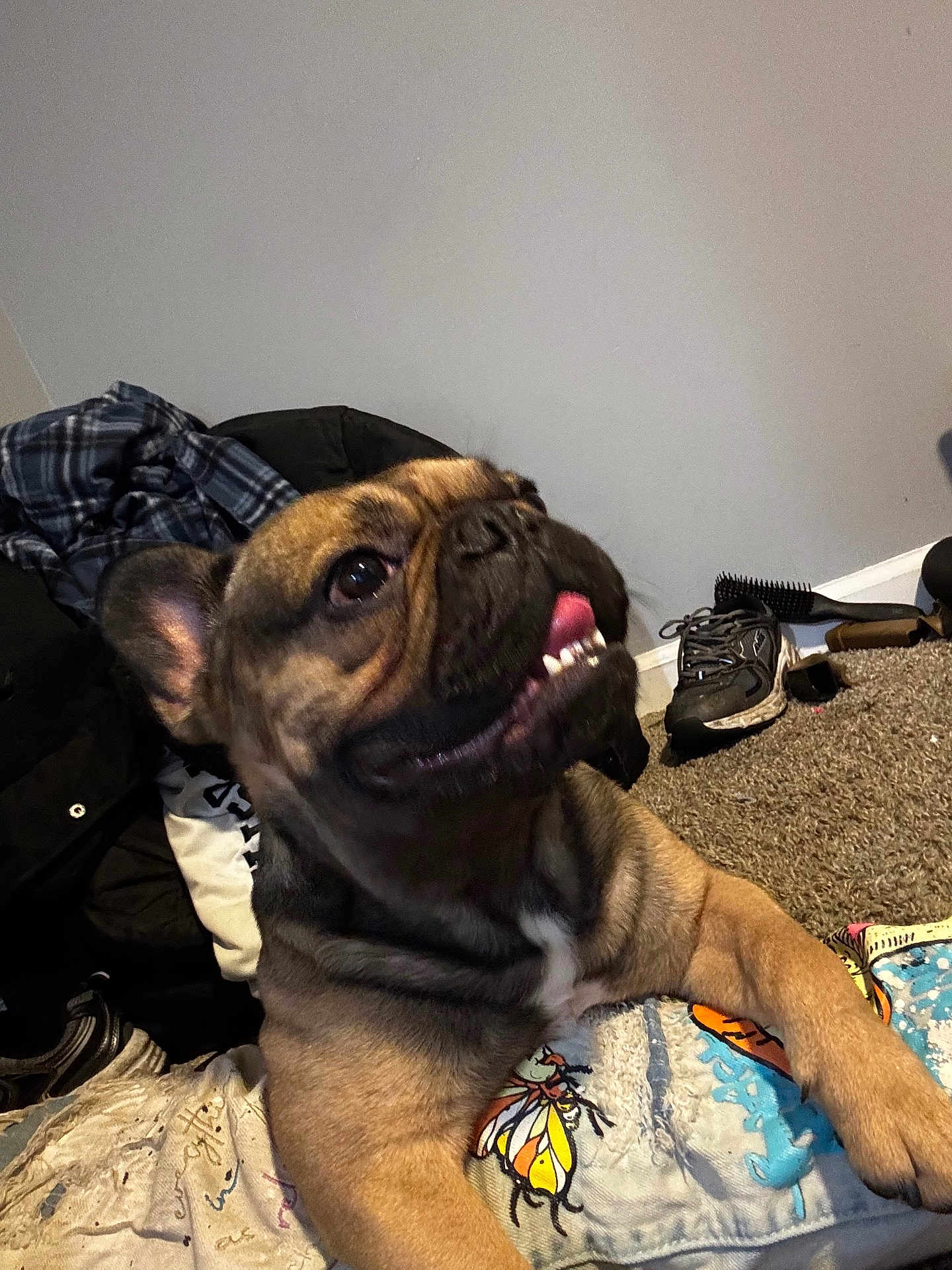Astro joined the competition — help win amazing prizes! blanket, brindle, carpet, close_up, cozy, dog, fabric, french_bulldog, household, indoor, jacket, paw, pet, playful, portrait, shoe, sneaker, teeth, tongue_out, wall