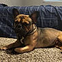 Astro joined the competition — help win amazing prizes! bed, bedding, blinds, brown_coat, canine, carpet, dog, ears, french_bulldog, home_interior, indoor, looking_at_camera, paw, pet, portrait, resting, short_muzzle, wall, window, wrinkled_face