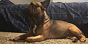 Astro is registered to the contest to win money with this photo: bed, bedroom, blanket, brown_coat, carpet, cozy, dog, ears, floor, french_bulldog, home, indoor, lying_down, paws, pet, profile_view, resting, short_hair, tan_coat, window_blinds