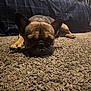 Astro joined the competition — help win amazing prizes! bed, bedroom, blanket, carpet, cozy, dog, ear, french_bulldog, fur, human, indoor, low_light, muzzle, paw, person, phone, portrait, resting, sleeping_dog, texture