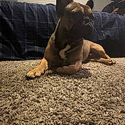 Astro is registered to the contest to win money with this photo: bed, blanket, carpet, couch, dog, dog_face, ears, french_bulldog, human_face, indoor, living_room, low_light, paws, person, pet, photobomb, portrait, rug, smartphone, snout