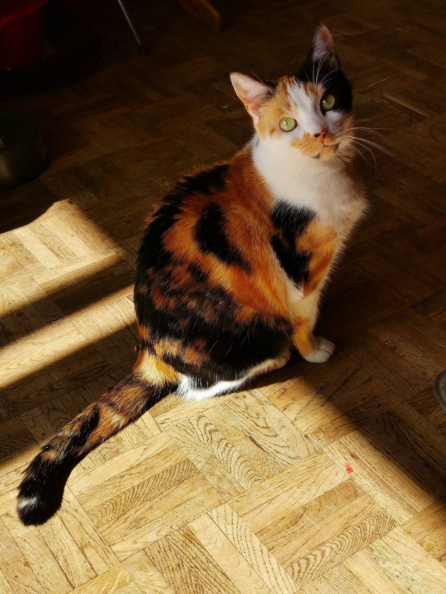 Diam'S participe au concours pour gagner de l'argent avec cette photo : aegean_cat, american_wirehair, asian, carnivore, cat, domestic_short_haired_cat, european_shorthair, felidae, floor, flooring, fur, hardwood, kitten, mammal, small_to_medium_sized_cats, sokoke, tabby_cat, tail, whiskers, wood